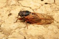 Cicada Cicadoidea CvrÃÂak Royalty Free Stock Photo